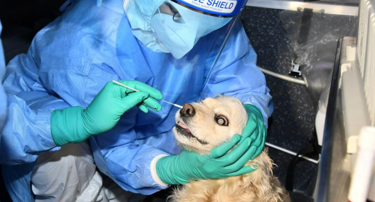 Testeo a animales en Corea del Sur, Reuters.