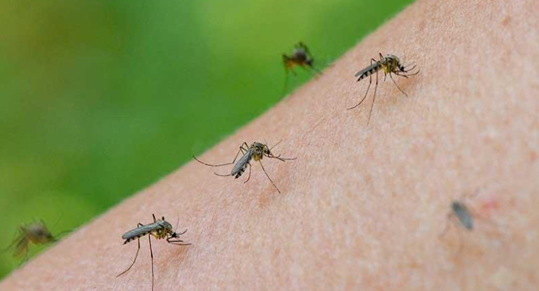 Invasión mosquitos, Ciudad de Buenos Aires