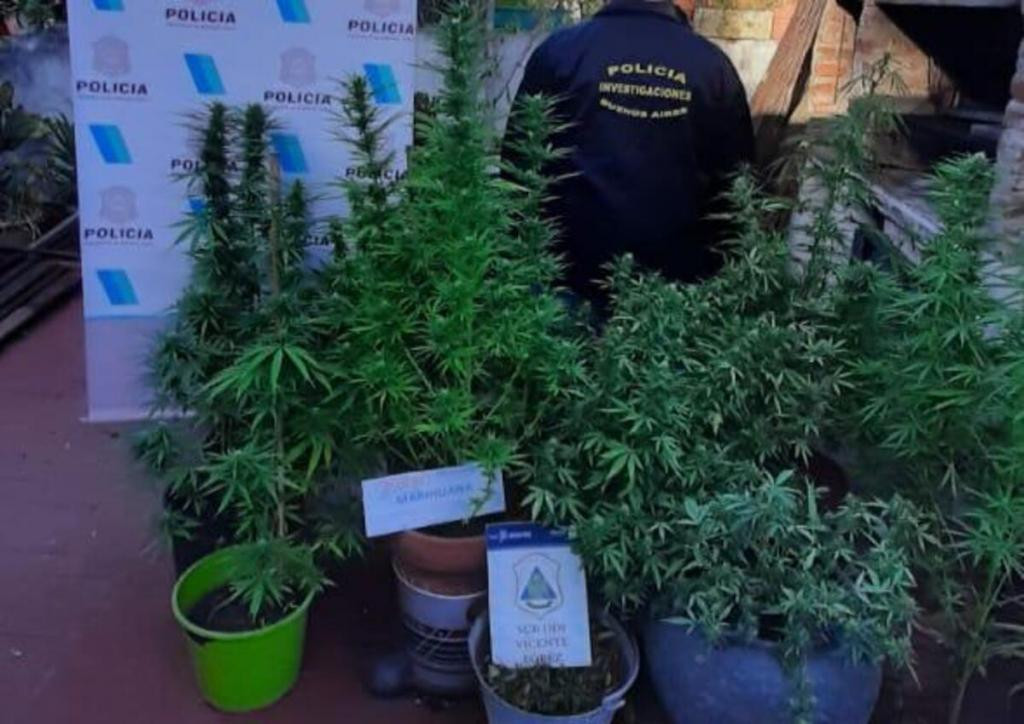 Vicente López, robó una bicicleta y cuando allanaron su casa tenía 14 plantas de marihuana, NA