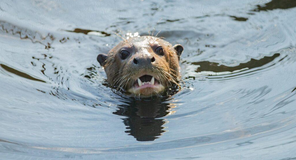 Nutria gigante