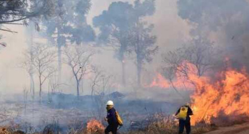 Tragedia ambiental en Misiones: intencionales incendios afectaron el Parque Provincial de la Araucaria