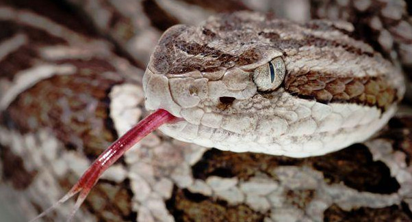 Identifican en Brasil sustancia de veneno de serpiente con acción sobre covid