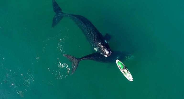 Ballenas en Puerto Madryn, foto Maxi Jonas