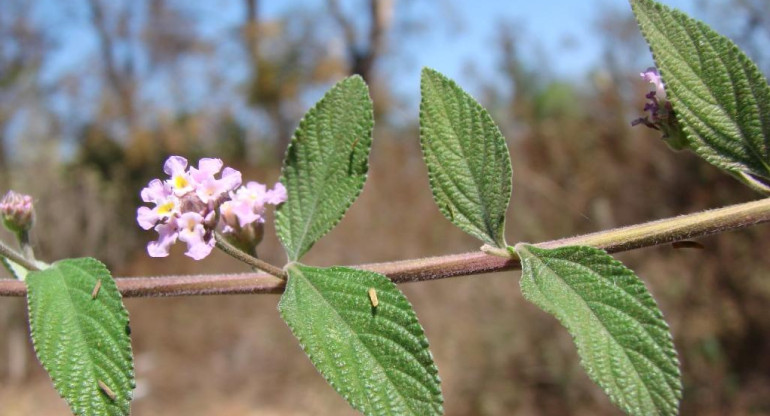 Planta Lippia alba