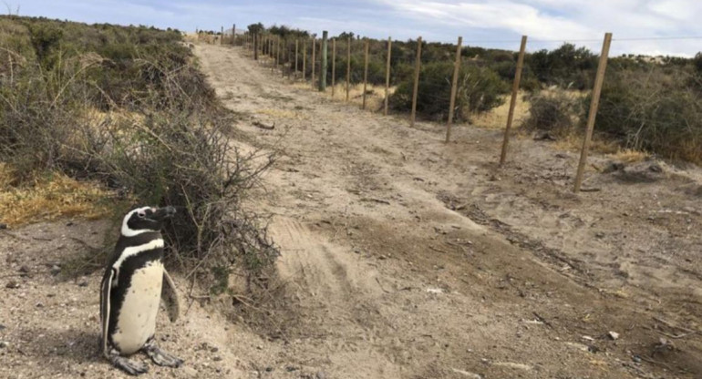 Matanza de Pingüinos en Chubut