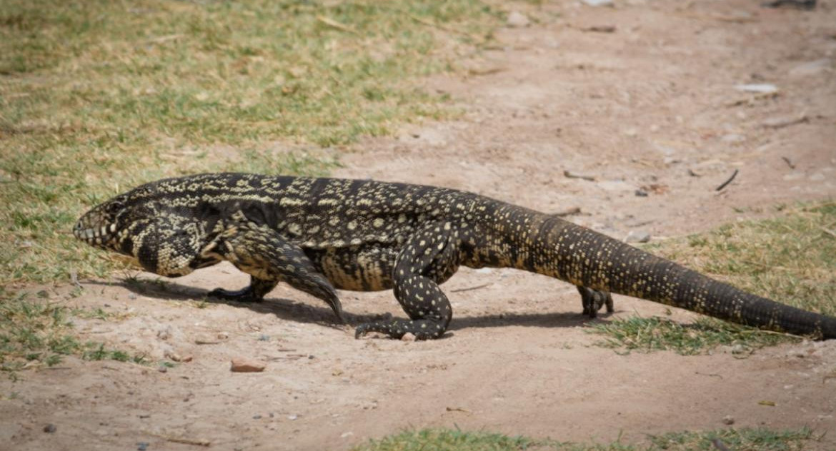 Lagarto Overo, Foto: Ricardo Scarone