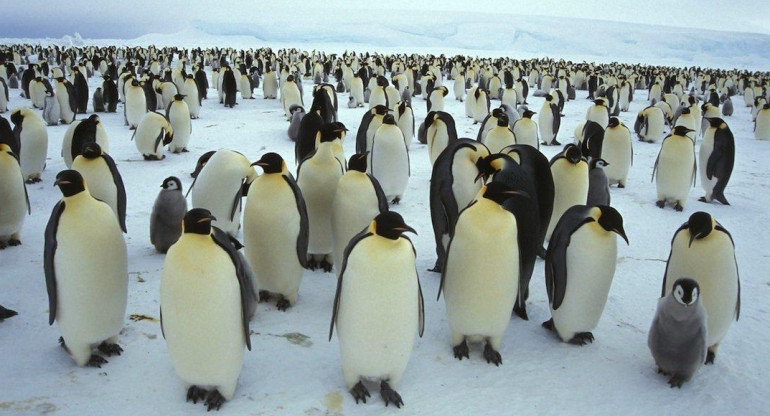 Colonias del pingüino emperador, Reuters