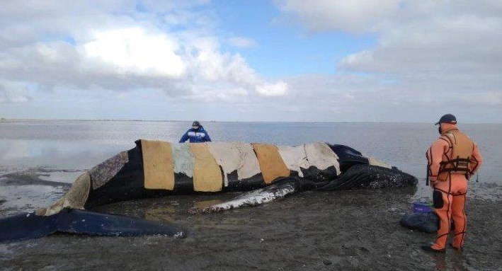 Fauna muerta en la Costa Atlántica, GENTILEZA Mundo Marino