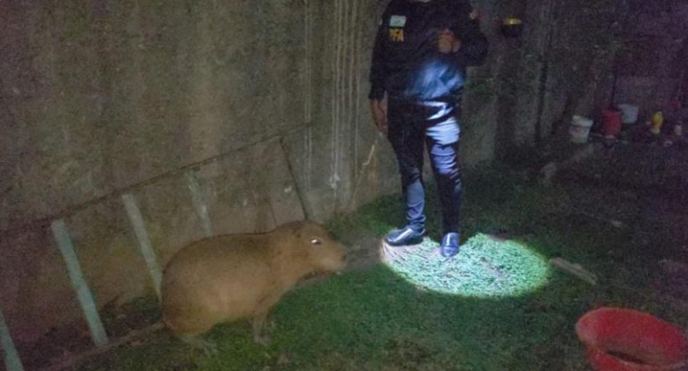 Rescate de carpincho en Villa Soldati, foto NA