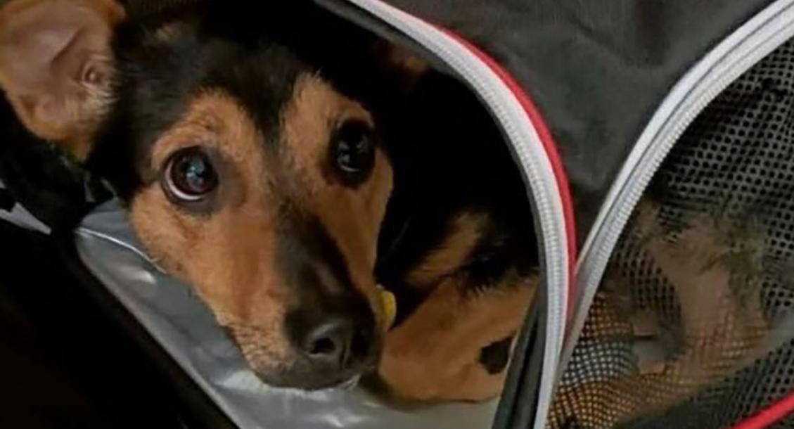 Coco, perro varado en Aeropuerto de Ezeiza.