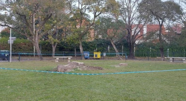 Ombúes talados en San Isidro. Foto: Gentileza Infobae.