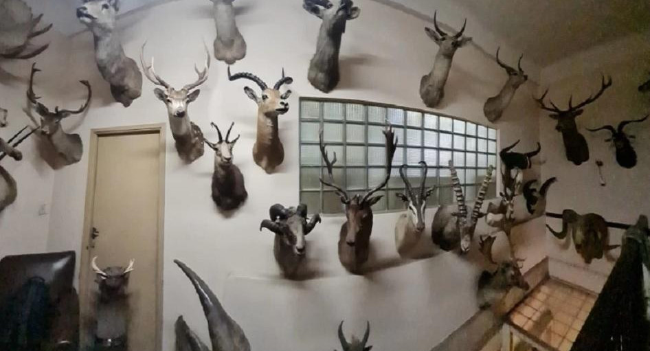 Animales exóticos taxidermizados