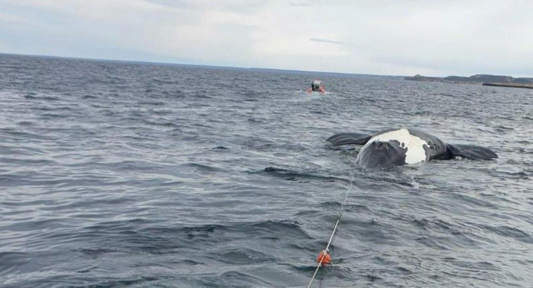 Ballenas muertas en Península Valdés. Foto: Télam