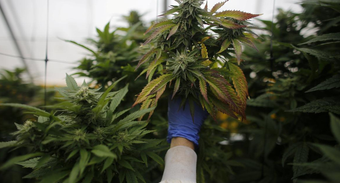 Cannabis medicinal. Foto: REUTERS