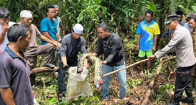 La captura de la serpiente que se comió a Jarah. Foto: Daily Mail