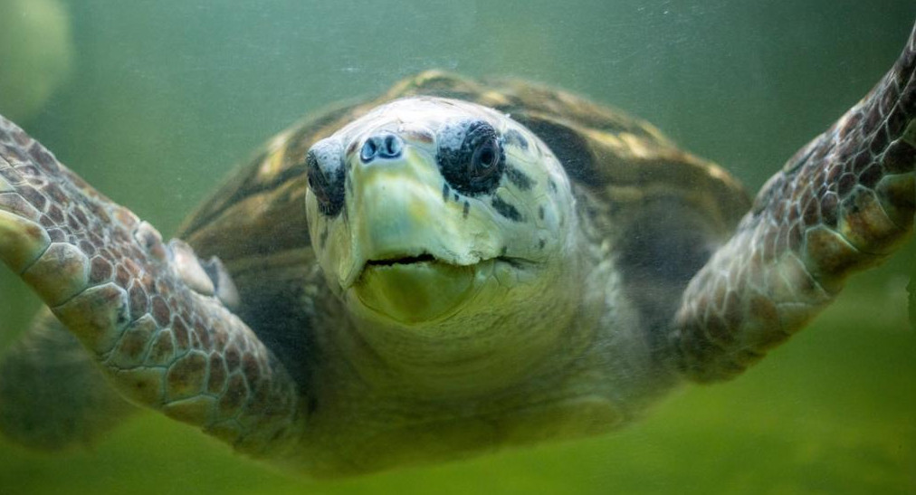 El tortugo Jorge fue trasladado a Mar del Plata. Foto: Ciudad de Mendoza.