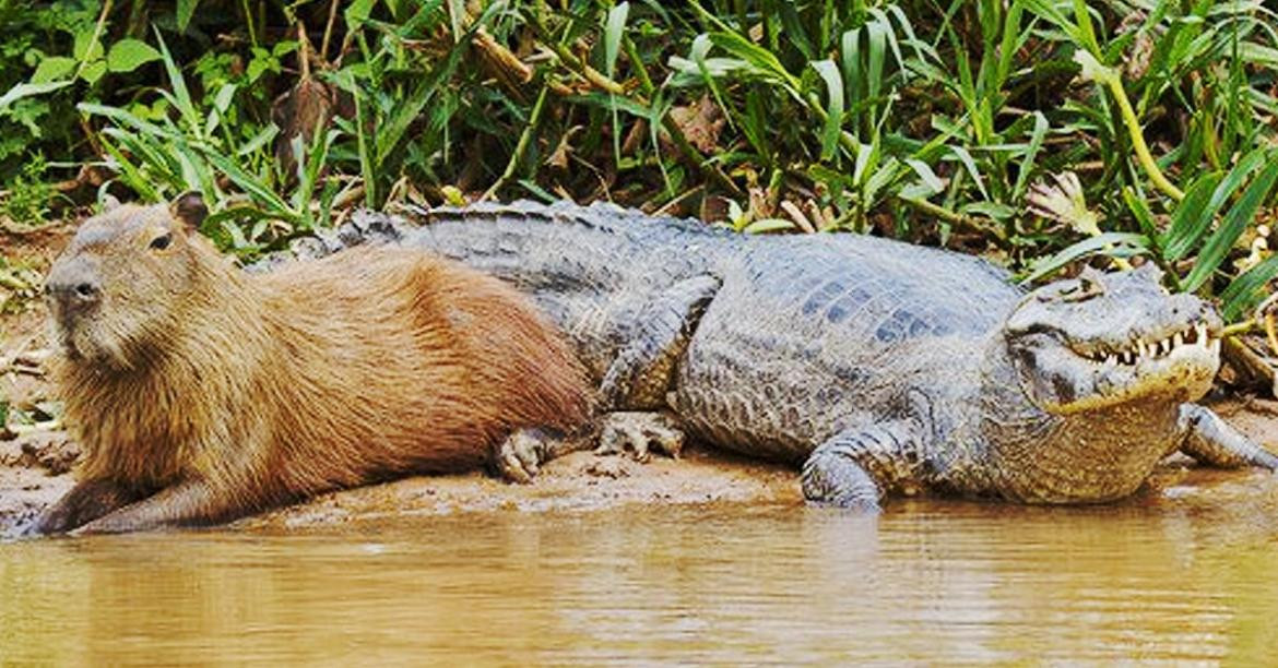 Topo 59+ imagem capibara cocodrilo