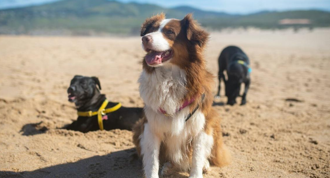 Perros en la playa.