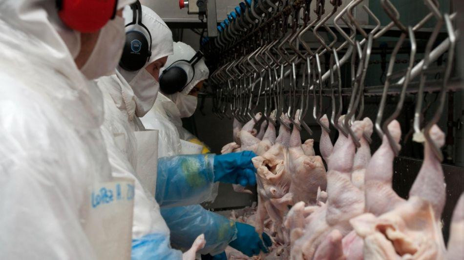 Efecto gripe aviar: cae el consumo de carne de pollo en la Argentina |  Canal 26