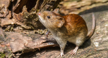 Hantavirus, Bariloche. Foto: Télam