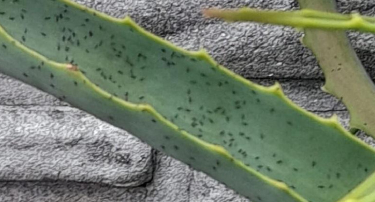 Invasión de bichitos negros en Buenos Aires. NA