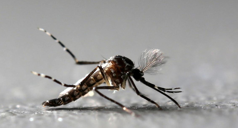 Mosquito transmisor del dengue. Foto: REUTERS