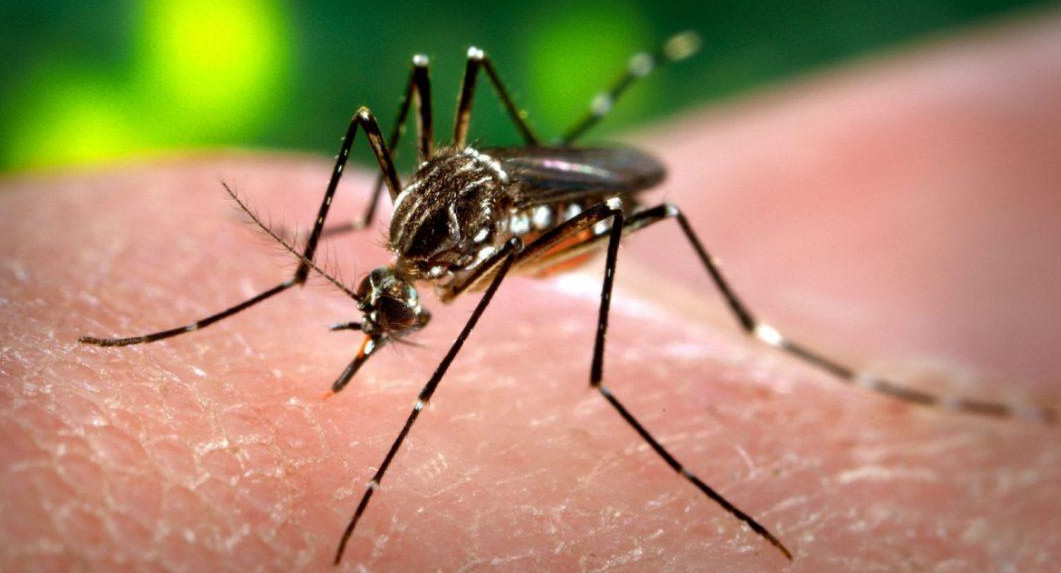 Mosquito transmisor del dengue. Foto: REUTERS