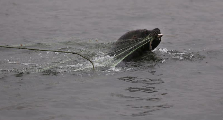 Lobos marinos, animales. Foto: REUTERS