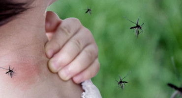 Chikungunya, mosquito. Foto: Télam