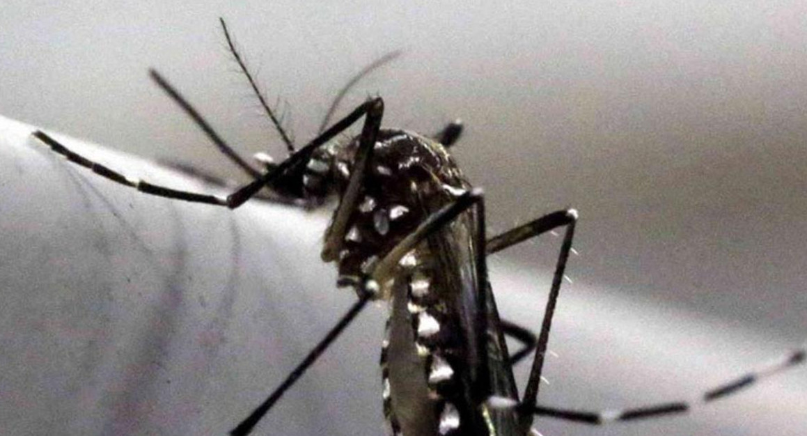 Mosquito transmisor del dengue. Foto: Reuters