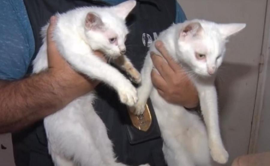 Acumulaba gatos, los almacenaba en el freezer y los cocinaba. 