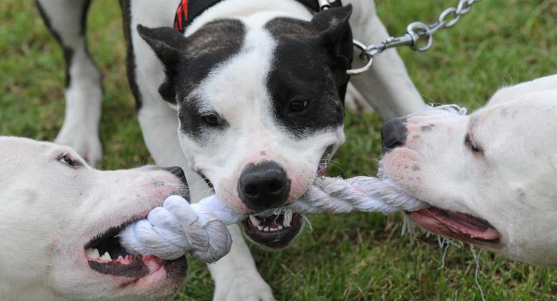 Perros pitbull. Foto: Reuters