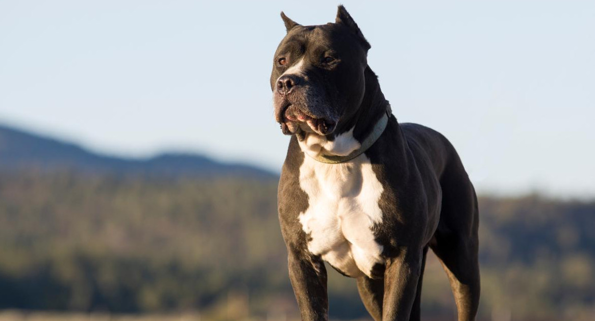 Pitbull, perro. Foto: EFE