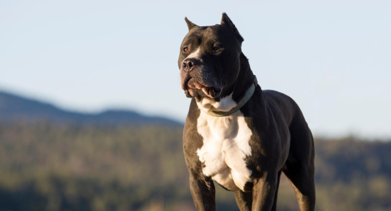 Pitbull, perro. Foto: EFE