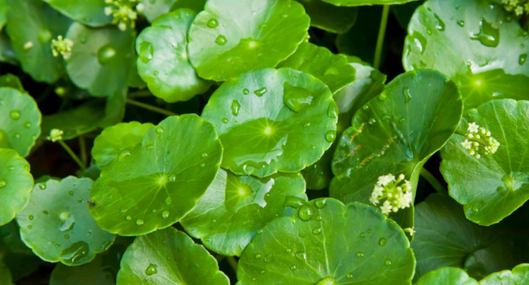 Centella Asiática planta - Foto: Google