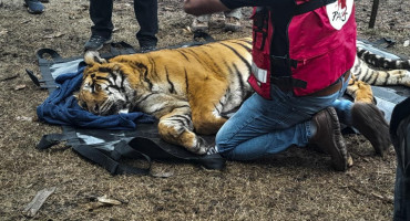 Tigres de bengala rescatados en Balcarce. Foto: Telam.