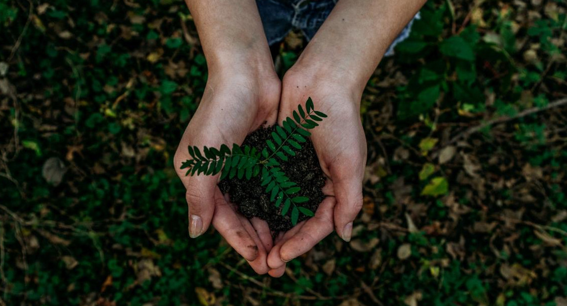 Árboles, sembrar, plantas. Foto: Unsplash