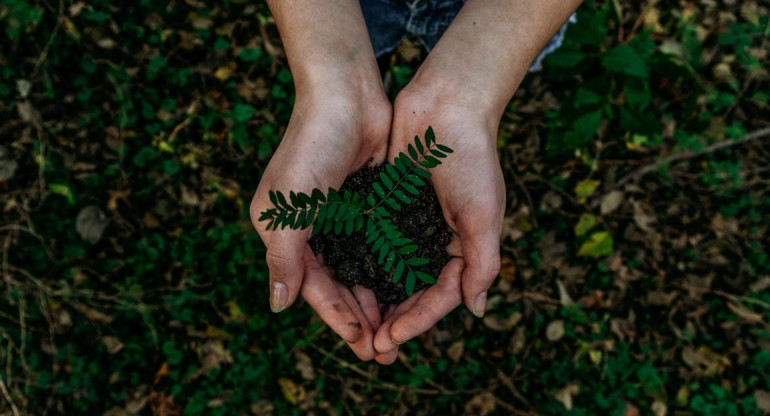 Árboles, sembrar, plantas. Foto: Unsplash