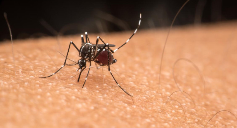 Dengue, mosquito. Foto: Reuters