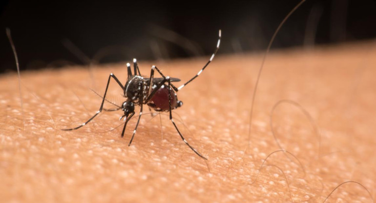 Dengue, mosquito. Foto: Reuters