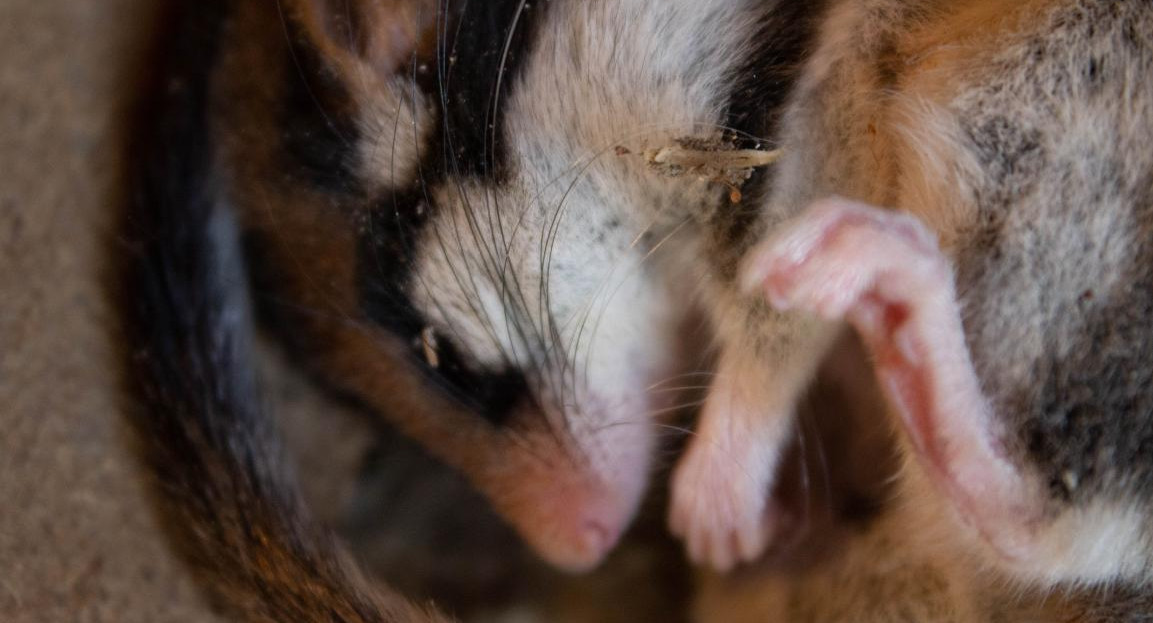 Hibernación en ratones. Foto: Unsplash.