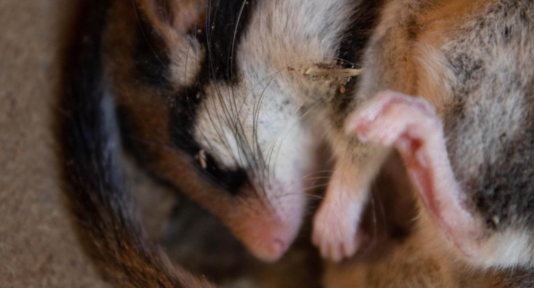 Hibernación en ratones. Foto: Unsplash.