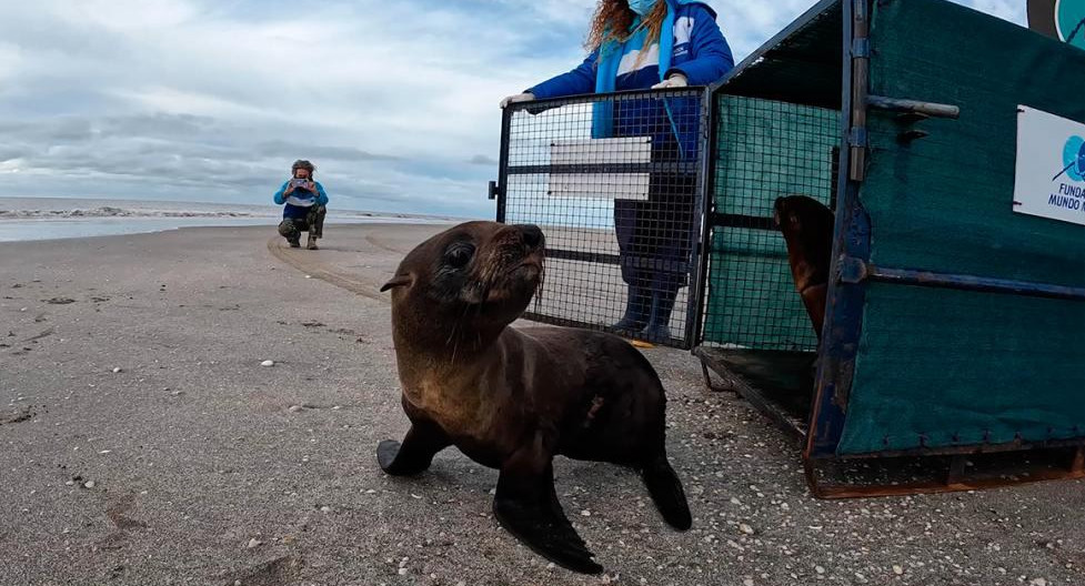 Lobo marino devuelto al mar en San Clemente del Tuyú. Foto: EFE.