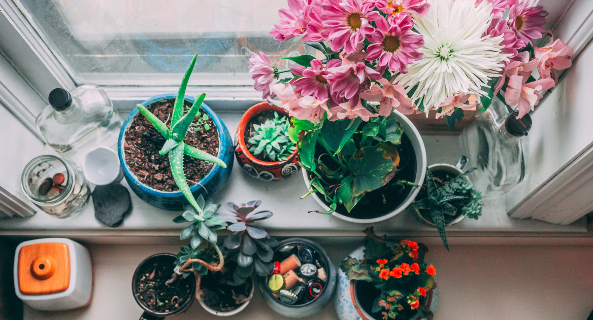 Plantas de interior. Foto: Unsplash