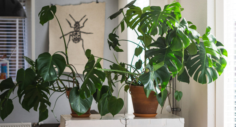 Plantas de interior. Foto: Unsplash