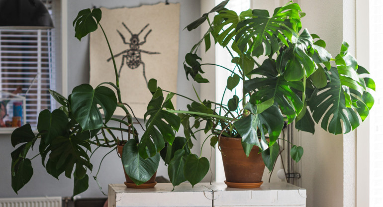 Plantas de interior. Foto: Unsplash