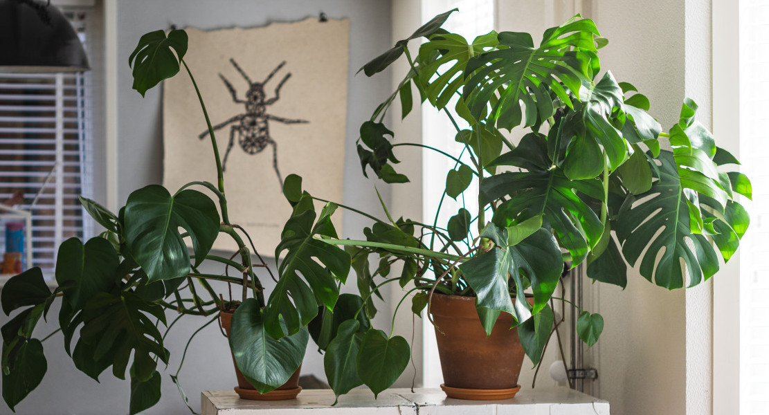 Plantas de interior. Foto: Unsplash