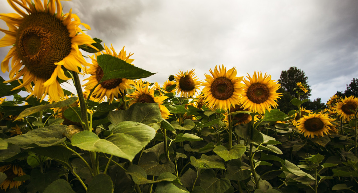 Girasol. Foto: Aduana.