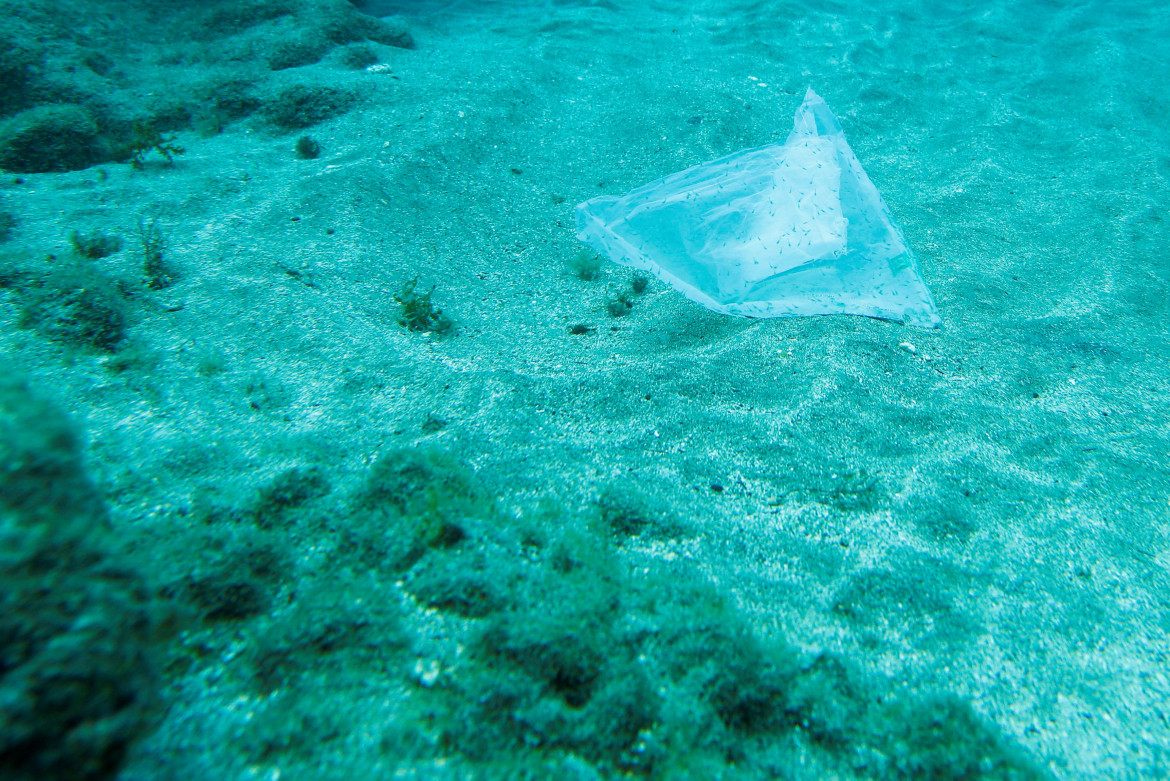 Una bolsa de plástico es fotografiada con decenas de peces bebés atrapados en su interior en la playa de Arinaga, en la isla de Gran Canaria. Foto: Reuters