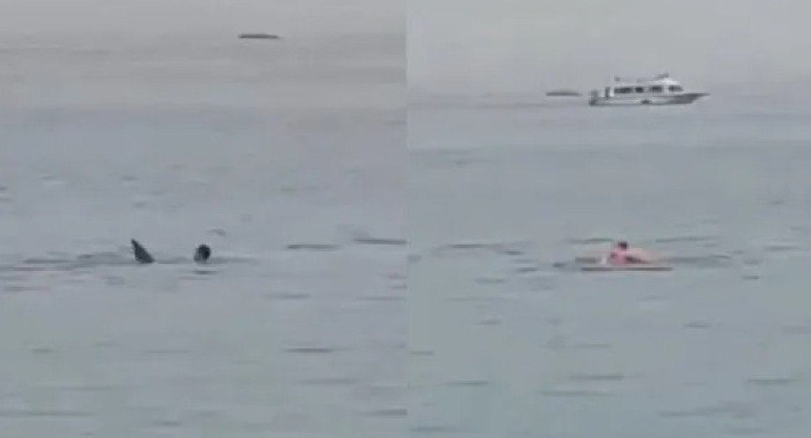 Tiburón se come a un turista en Egipto. Foto: Captura de video.